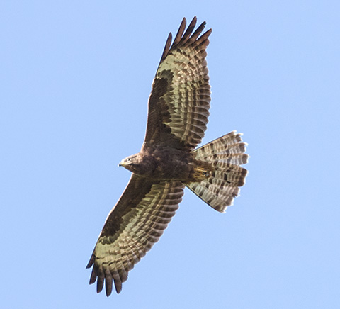 European Honey-Buzzard